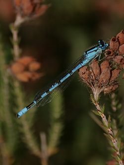 Common Blue Damselfly