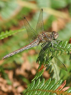 Female Common Darter