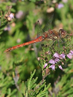 Male Common Darter