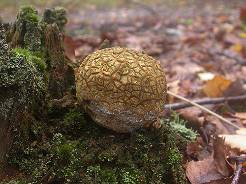 Common Earthball