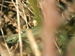 Common Lizard