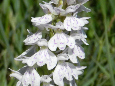 Common Spotted Orchid