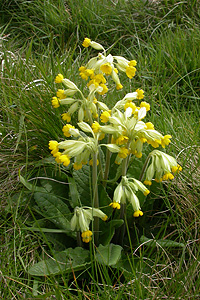 Cowslips