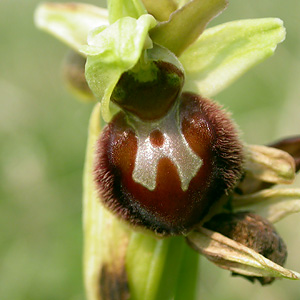 Early Spider Orchid