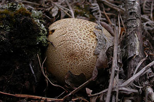 Common Earthball,	Scleroderma citrinum