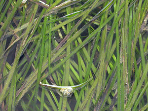 Eel-grass