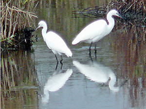 Little Egrets