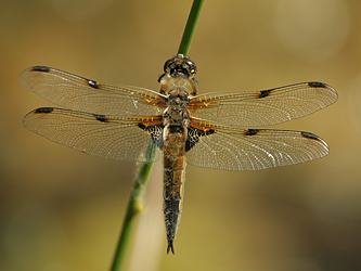 Four-spotted Chaser