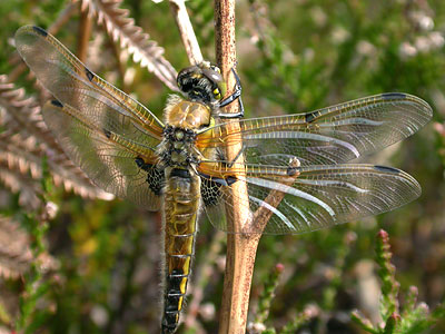 Four-spotted Chaser