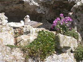 Nesting Fulmars with Hoary Stock