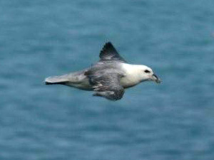 Fulmar