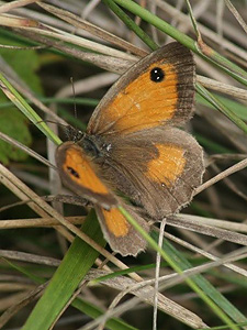 Female Gatekeeper