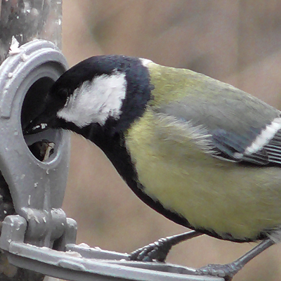 great tit