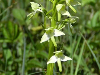 Greater Butterfly Orchid