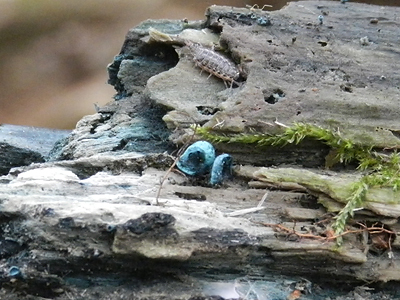 Green Wood-cup at Higher Hyde Heath