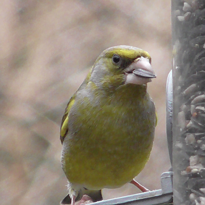 male greenfinch