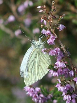 Green-veined White