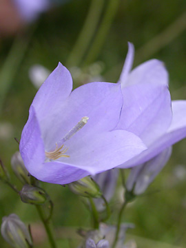 Harebell