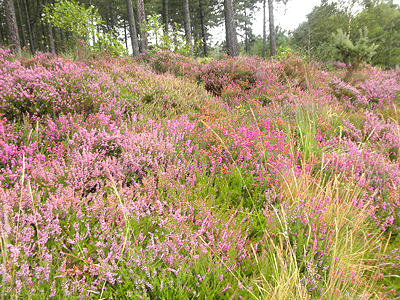 Three species of heather