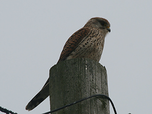 Kestrel