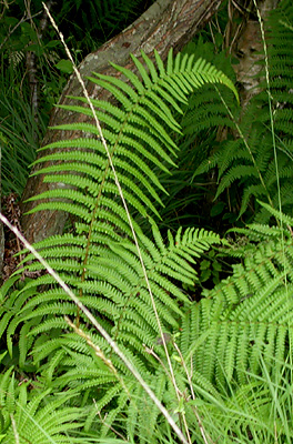 Lady Fern