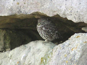 Purple Sandpiper