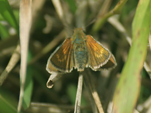 Lulworth Skipper