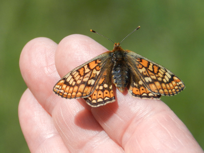 Marsh Fritillary 