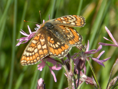 Marsh Fritillary 