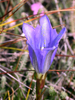 Marsh Gentian