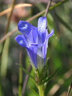 Marsh Gentian