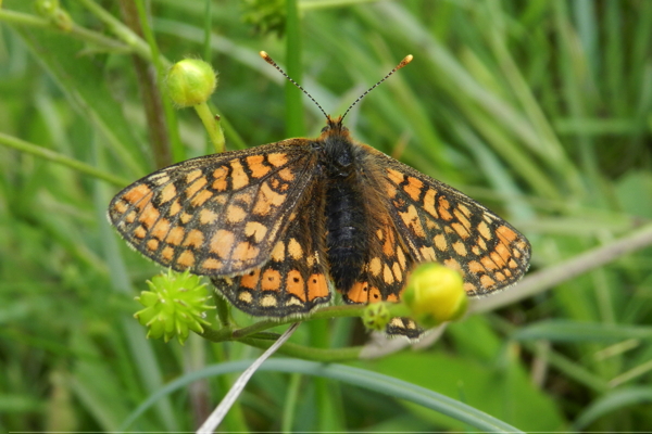 Marsh Fritillary 