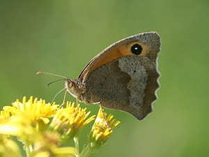 Meadow Brown