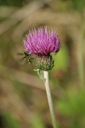 Meadow Thistle