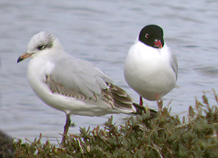 Mediterranean Gulls