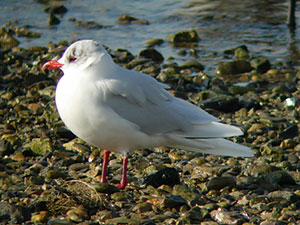 Mediterranean Gull