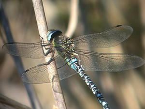 Migrant Hawker