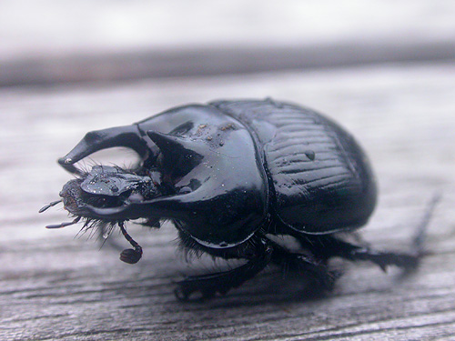 Minotaur Beetle