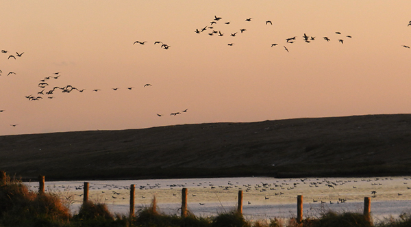 brent geese over the Fleet