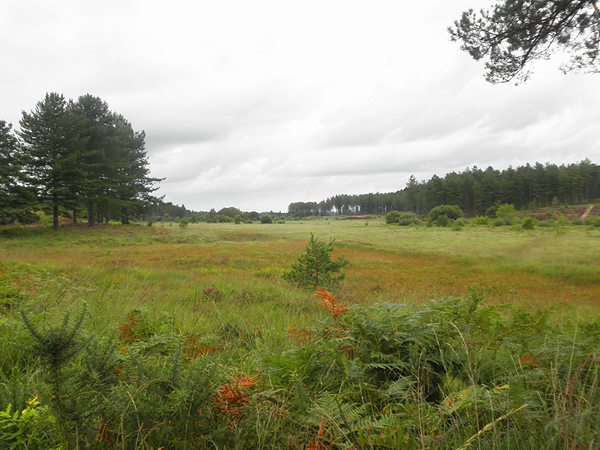  Wareham Forest