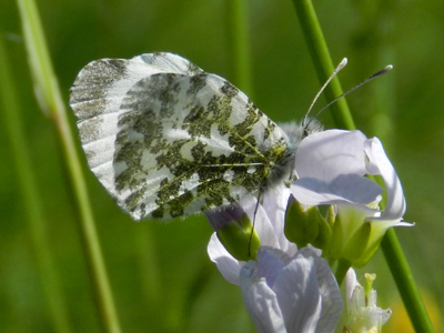 Female Orange-tip