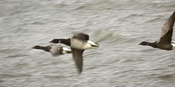 Pale-bellied Brent Goose