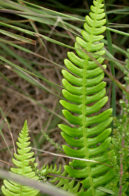 Common Polypody