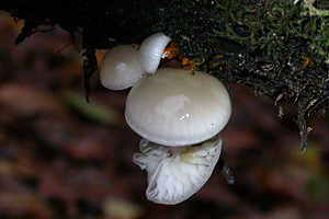 Porcelain Fungus, Oudemansiella mucida