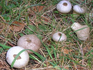 Common Puffball