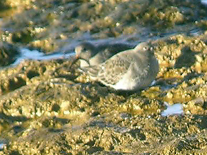 Purple Sandpiper