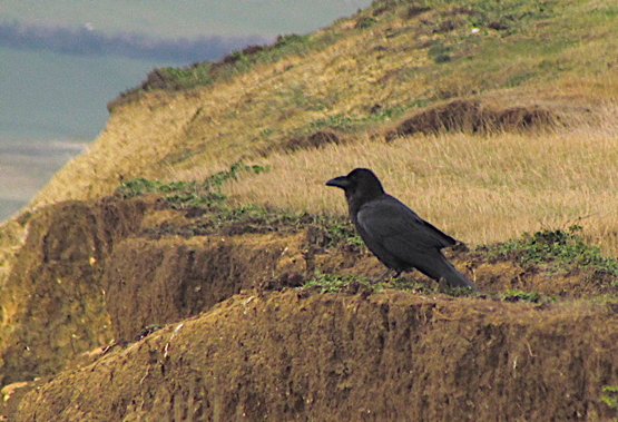 Raven at nest site