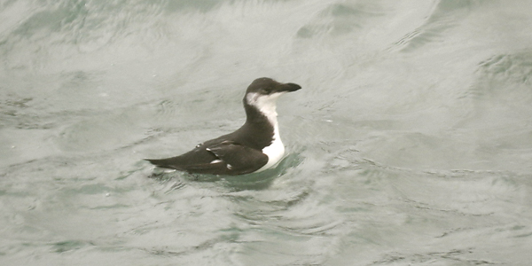 Razorbill