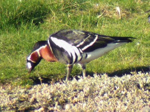 Red-breasted Goose