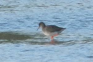 Redshank